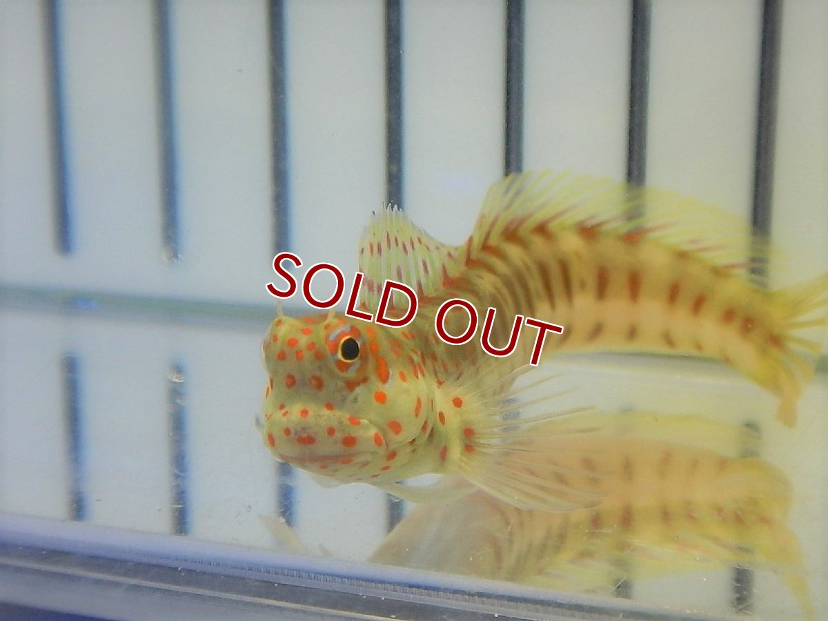 画像1: 【海水魚・ギンポ】モンツキカエルウオ （Red Spot)(1匹)±5-7cm　(サンプル画像）（生体）(海水魚)（サンゴ） (1)