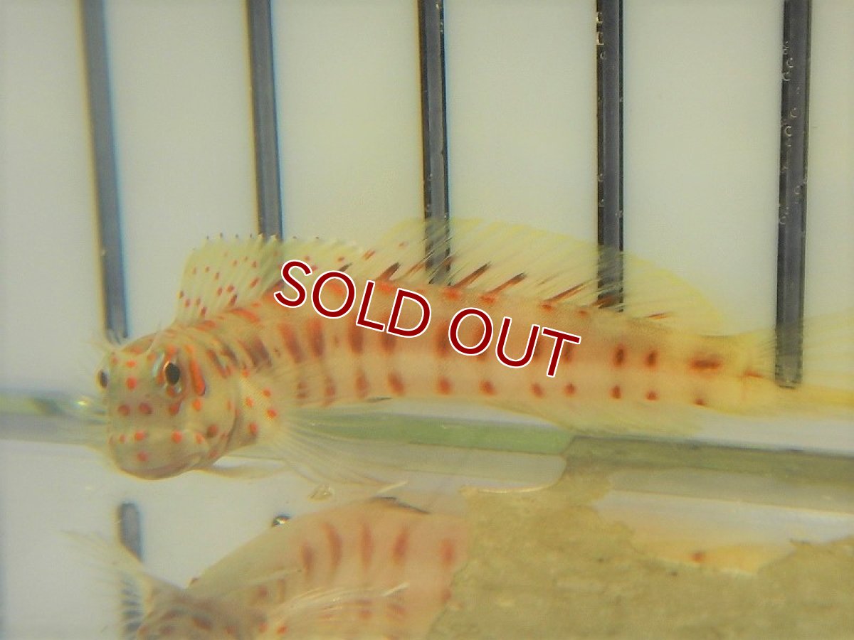 画像2: 【海水魚・ギンポ】モンツキカエルウオ （Red Spot)(1匹)±5-7cm　(サンプル画像）（生体）(海水魚)（サンゴ） (2)