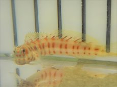 画像2: 【海水魚・ギンポ】【数量限定特価♪】モンツキカエルウオ （Red Spot)(1匹)±5-7cm　(サンプル画像）（生体）(海水魚)（サンゴ） (2)