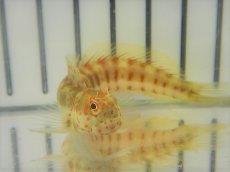 画像3: 【海水魚・ギンポ】モンツキカエルウオ （Red Spot Type) (1匹)±5-7cm　(サンプル画像）（生体）(海水魚)（サンゴ） (3)