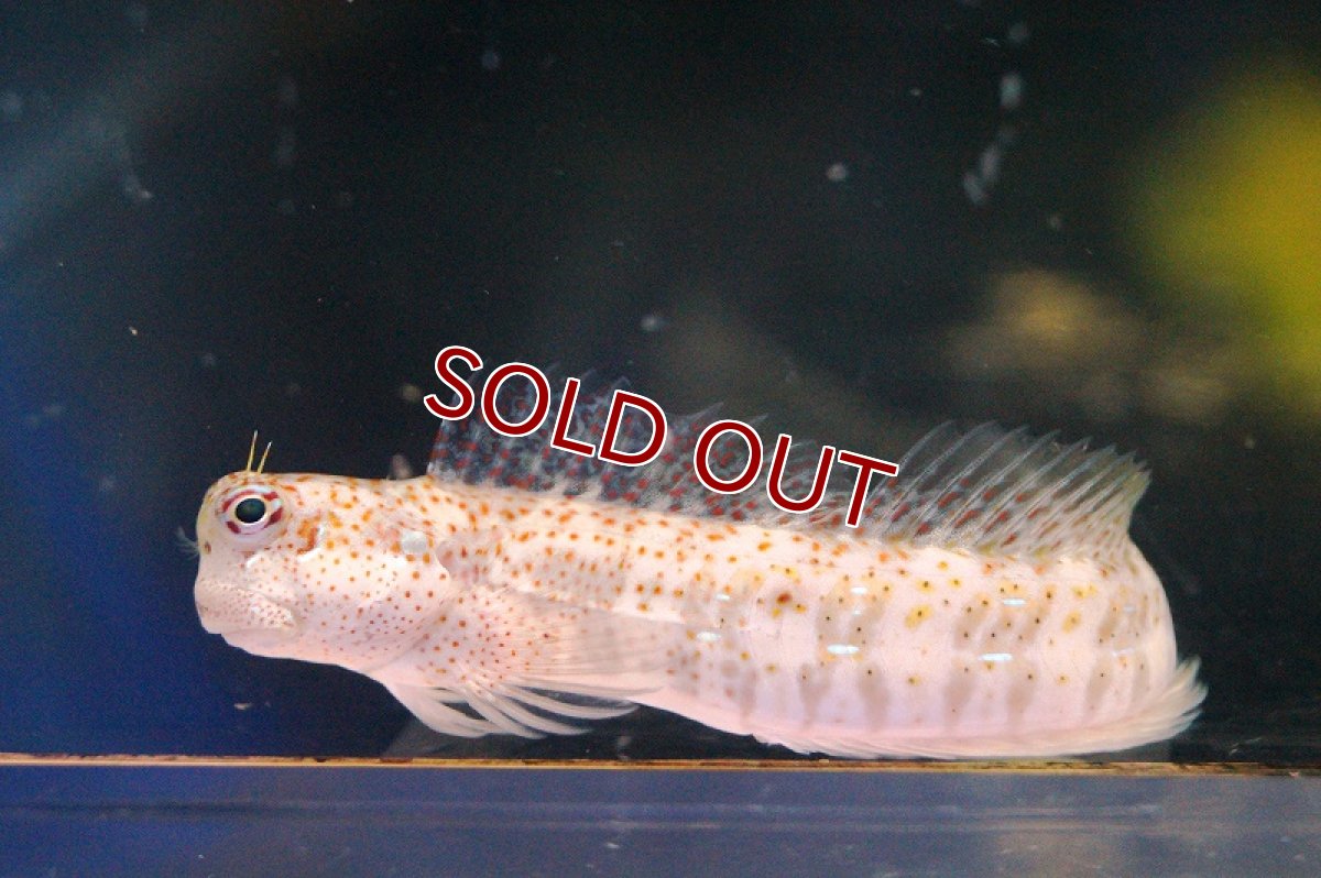 画像1: 【海水魚・ギンポ】ハナカエルウオ(1匹)±5-8cm　(サンプル画像）（生体）(海水魚) (1)