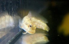 画像2: 【海水魚・ギンポ】ハナカエルウオ(1匹)±5-8cm　(サンプル画像）（生体）(海水魚) (2)