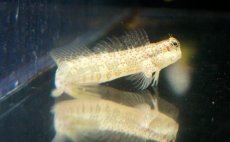 画像3: 【海水魚・ギンポ】ハナカエルウオ(1匹)±5-8cm　(サンプル画像）（生体）(海水魚) (3)
