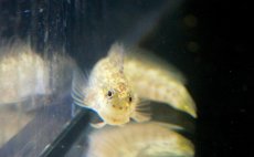 画像4: 【海水魚・ギンポ】ハナカエルウオ(1匹)±5-8cm　(サンプル画像）（生体）(海水魚) (4)