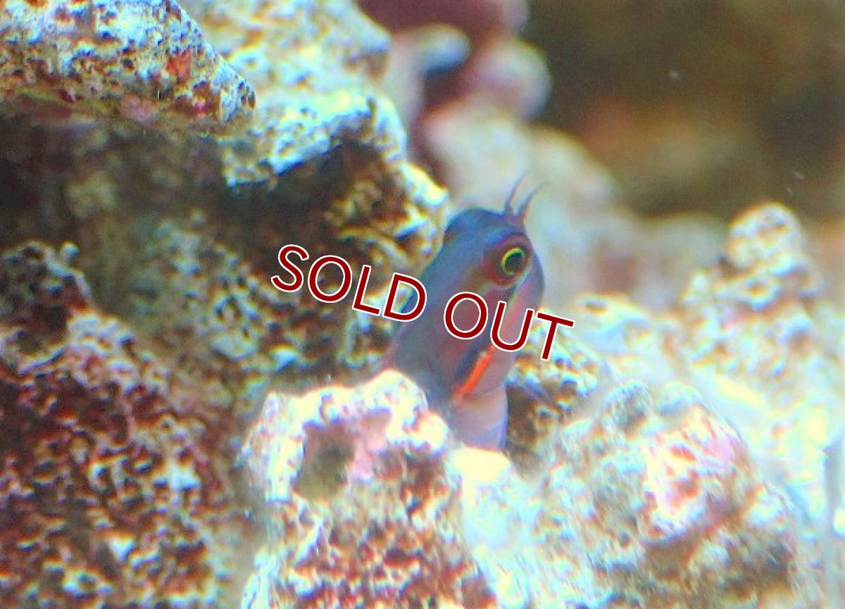 画像2: 【海水魚・ギンポ】テールスポットブレニー(1匹)±3-4cm (サンプル画像）（生体）(海水魚) (2)