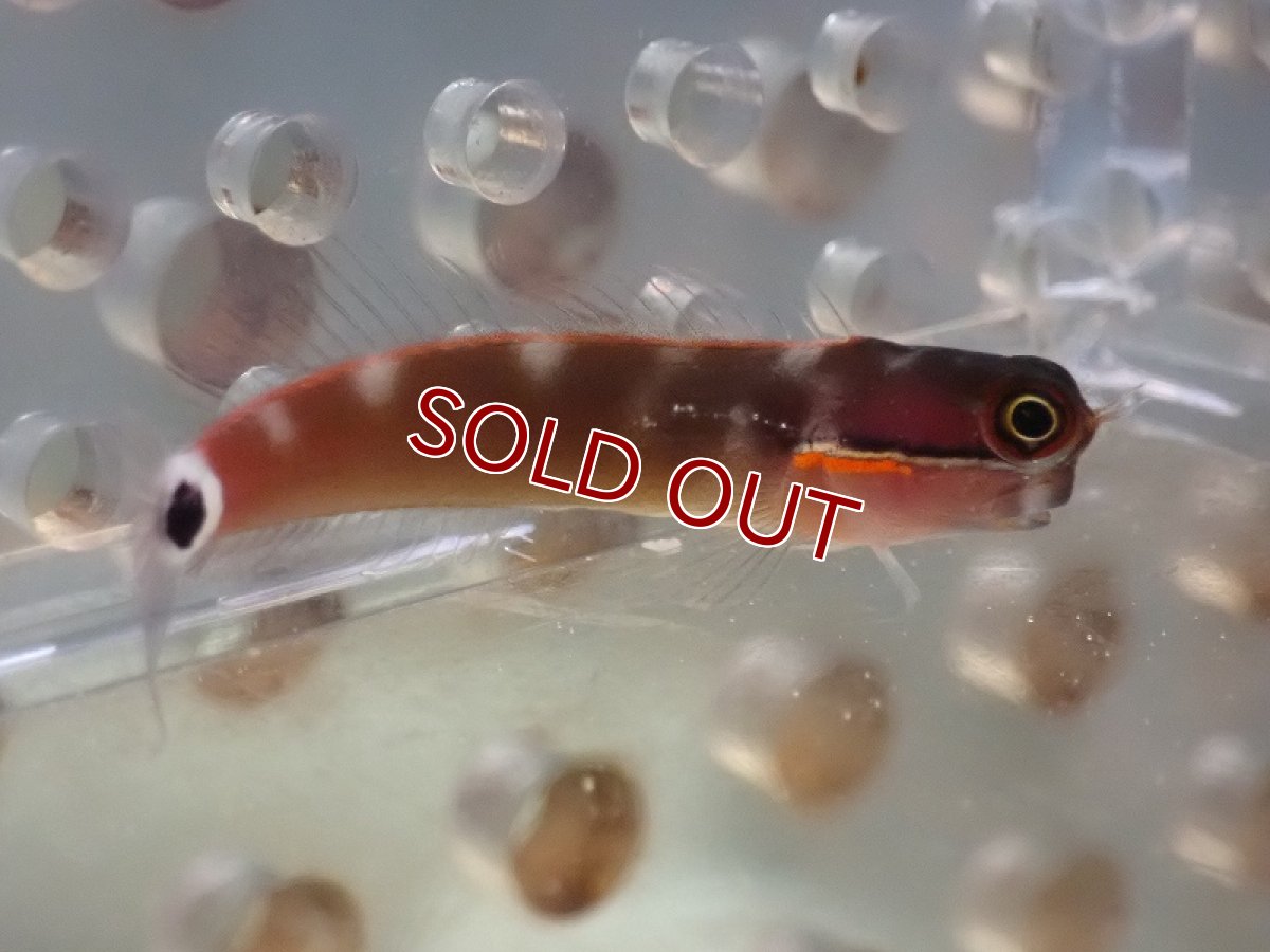 画像3: 【海水魚・ギンポ】テールスポットブレニー(1匹)±3-4cm (サンプル画像）（生体）(海水魚) (3)