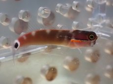 画像3: 【海水魚・ギンポ】【通販】テールスポットブレニー(1匹)±3-4cm (サンプル画像）（生体）(海水魚) (3)