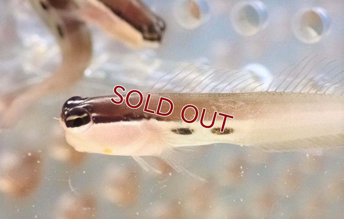 画像2: 【海水魚・ギンポ】ツースポットブレニー(1匹)±3-4cm (サンプル画像）（生体）(海水魚) (2)