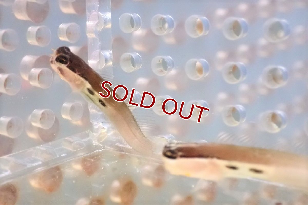 画像3: 【海水魚・ギンポ】ツースポットブレニー(1匹)±3-4cm (サンプル画像）（生体）(海水魚) (3)