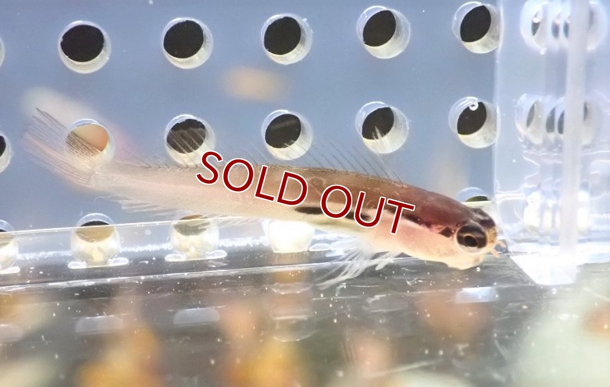 画像4: 【海水魚・ギンポ】ツースポットブレニー(1匹)±3-4cm (サンプル画像）（生体）(海水魚) (4)