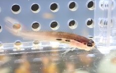 画像4: 【海水魚・ギンポ】【通販】ツースポットブレニー(1匹)±3-4cm (サンプル画像）（生体）(海水魚) (4)