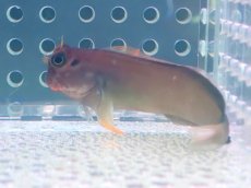 画像1: 【海水魚・ギンポ】レッドリップブレニー（1匹）（±6-7cm）（生体）(海水魚) (1)