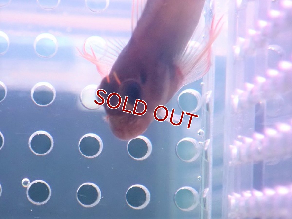 画像2: 【海水魚・ギンポ】レッドリップブレニー（1匹）（±6-7cm）（生体）(海水魚) (2)