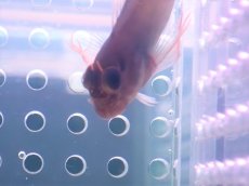 画像2: 【海水魚・ギンポ】レッドリップブレニー（1匹）（±6-7cm）（生体）(海水魚) (2)