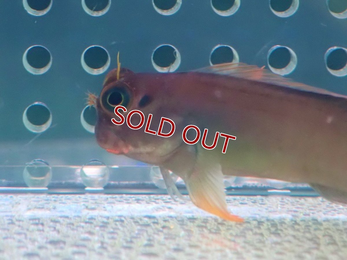 画像3: 【海水魚・ギンポ】レッドリップブレニー（1匹）（±6-7cm）（生体）(海水魚) (3)