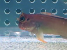 画像3: 【海水魚・ギンポ】レッドリップブレニー（1匹）（±6-7cm）（生体）(海水魚) (3)