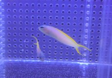 画像2: 【海水魚・ギンポ】【通販】オウゴンニジギンポ【1匹】（±5-6cm）（サンプル画像）（生体）(海水魚) (2)