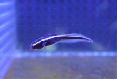 画像3: 【海水魚・ギンポ】【通販】可愛い♪コンビクトブレニー【1匹】（±4-5cm）（サンプル画像）（生体）(海水魚) (3)