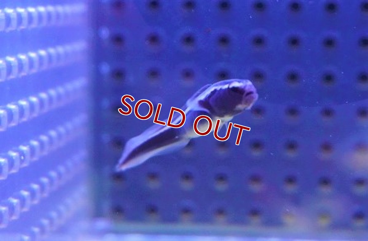 画像2: 【海水魚・ギンポ】可愛い♪コンビクトブレニー【3匹セット】（±4-5cm）（サンプル画像）（生体）(海水魚) (2)