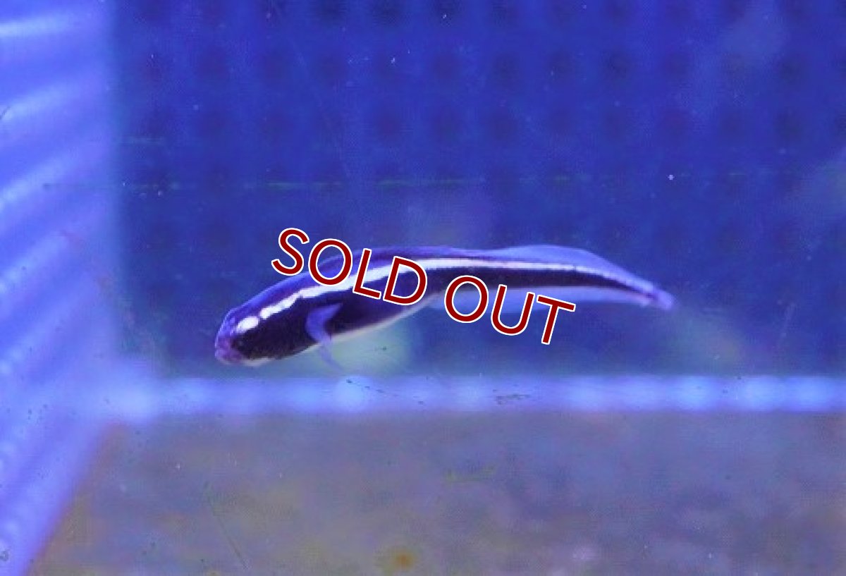 画像3: 【海水魚・ギンポ】可愛い♪コンビクトブレニー【3匹セット】（±4-5cm）（サンプル画像）（生体）(海水魚) (3)