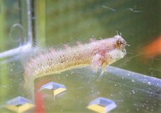 画像1: 【海水魚・ギンポ】【通販】パッツナーズブレニー【1匹】（±3-4cm）（サンプル画像）（生体）(海水魚) (1)