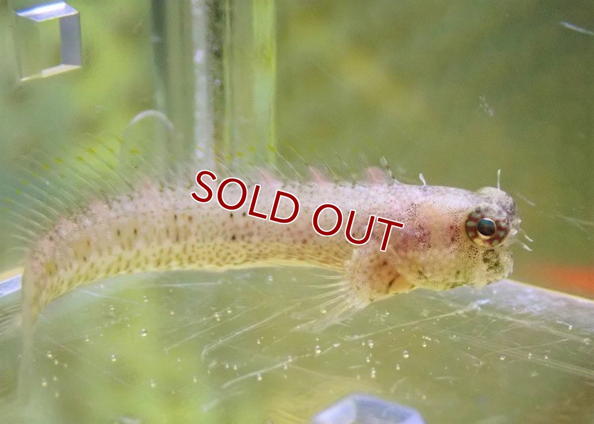 画像2: 【海水魚・ギンポ】パッツナーズブレニー【1匹】（±3-4cm）（サンプル画像）（生体）(海水魚) (2)