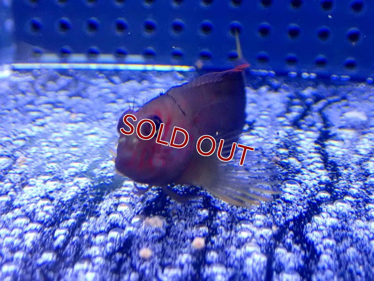 画像2: 【海水魚・カエルウオ】オボロゲタテガミカエルウオ【1匹】（±4-5cm）（サンプル画像）（生体）(海水魚) (2)