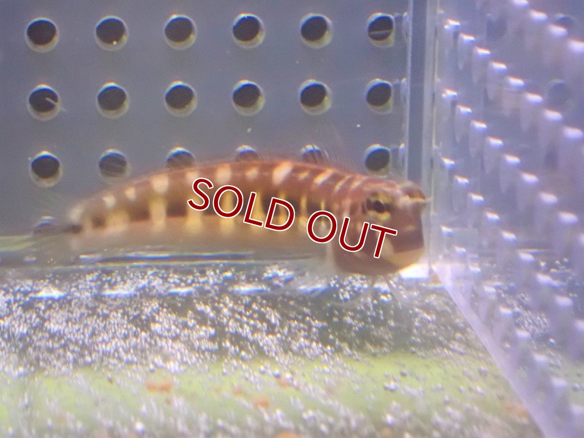 画像2: 【海水魚・ギンポ】可愛い♪ヒトスジギンポ【1匹】（±4-6cm）（サンプル画像）（生体）(海水魚) (2)