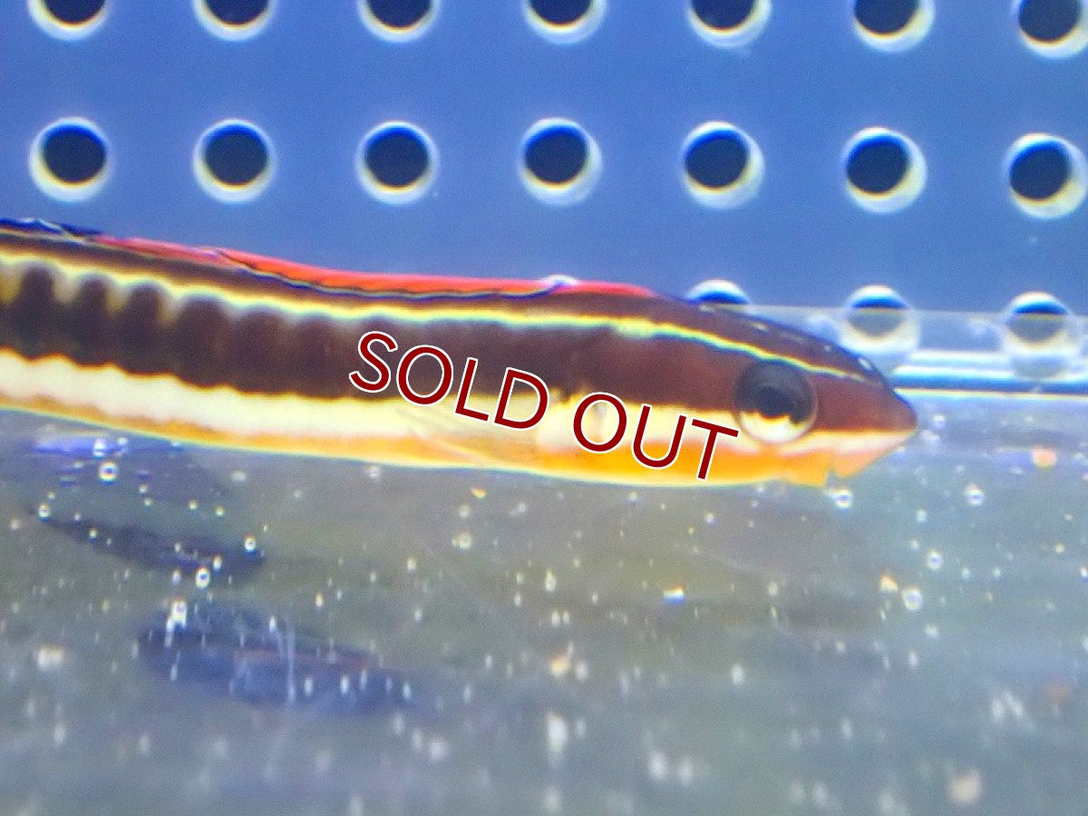 画像2: 【海水魚・ギンポ】テンクロスジギンポ【1匹】（±7-8cm） (サンプル画像）（生体）(海水魚) (2)