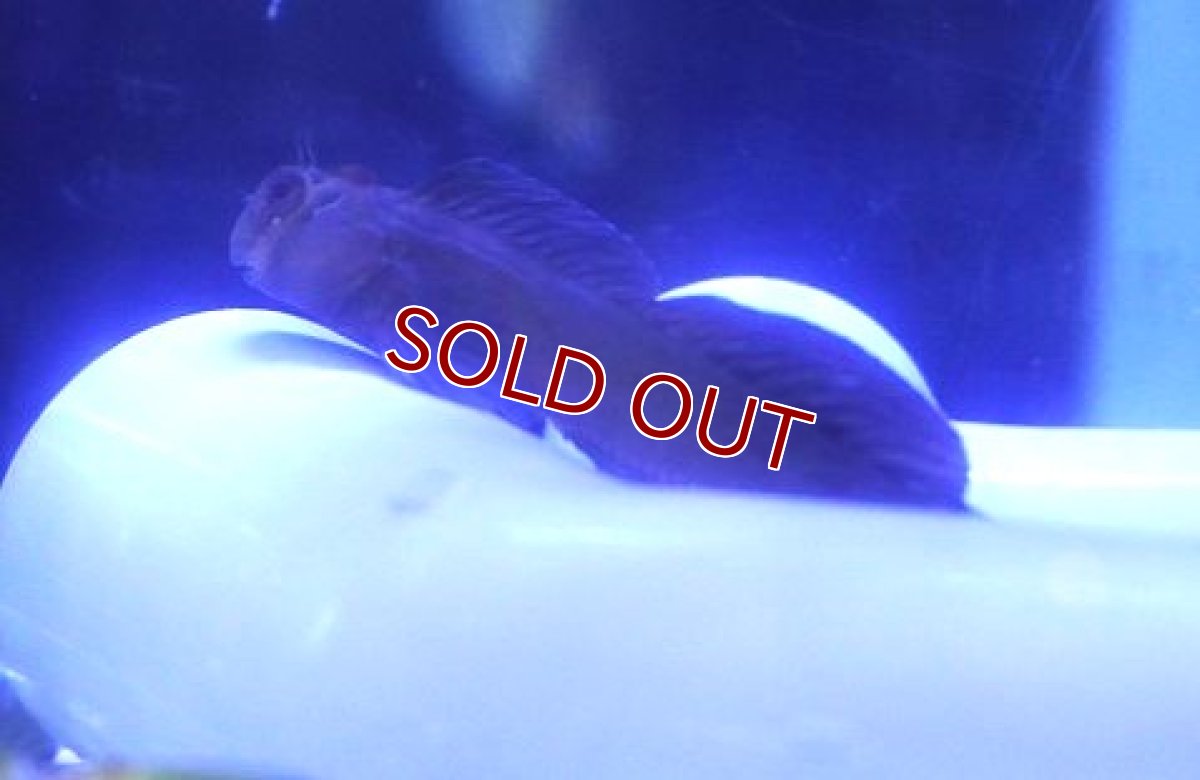 画像2: 【海水魚・ギンポ】カエルウオｓｐ.【1匹】（±5-7cm） (サンプル画像）（生体）(海水魚) (2)