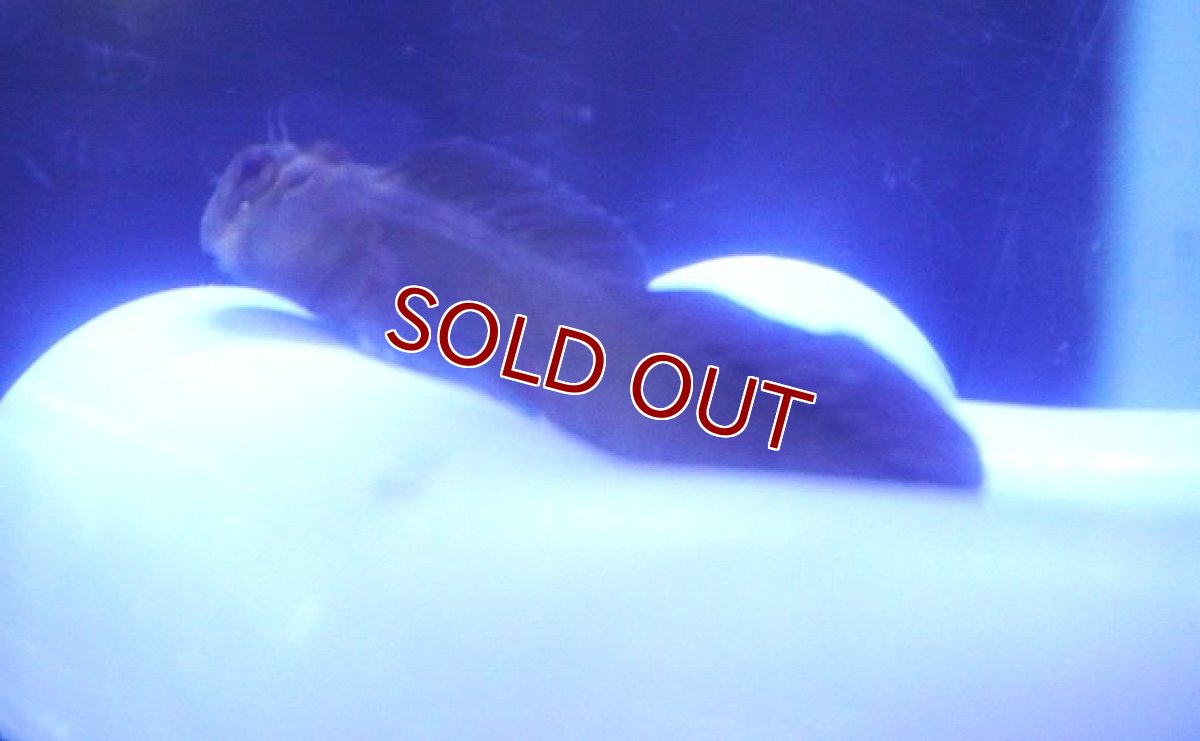 画像3: 【海水魚・ギンポ】カエルウオｓｐ.【1匹】（±5-7cm） (サンプル画像）（生体）(海水魚) (3)