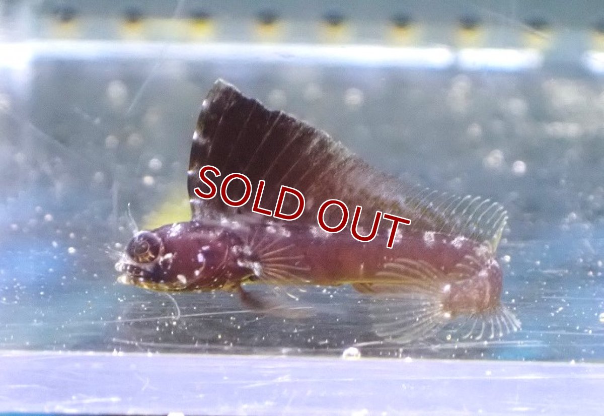 画像1: 【海水魚・ギンポ】【通販】セルフィンブレニー（カリブ海）【1匹】（±3.5-5cm）（サンプル画像）（生体）(海水魚) (1)