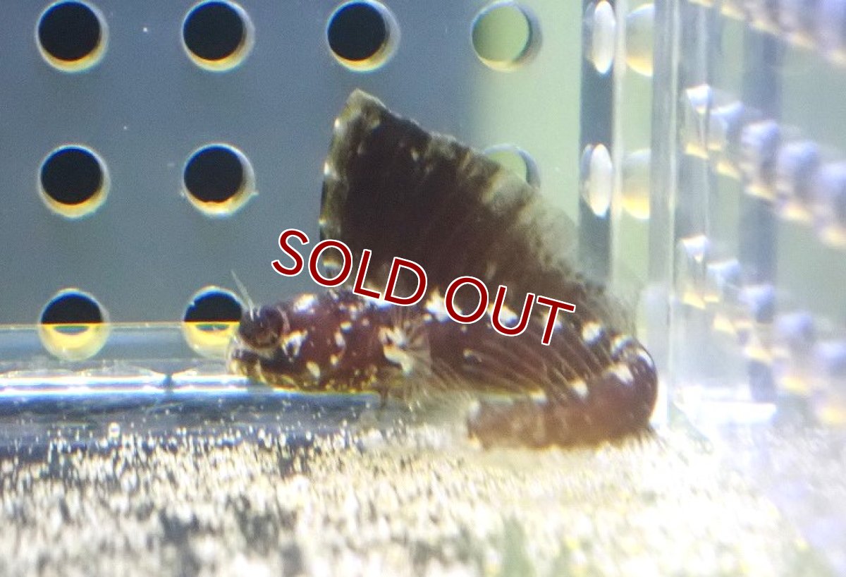 画像2: 【海水魚・ギンポ】【通販】セルフィンブレニー（カリブ海）【1匹】（±3.5-5cm）（サンプル画像）（生体）(海水魚) (2)