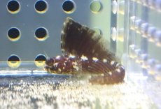 画像2: 【海水魚・ギンポ】【通販】セルフィンブレニー（カリブ海）【1匹】（±3.5-5cm）（サンプル画像）（生体）(海水魚) (2)