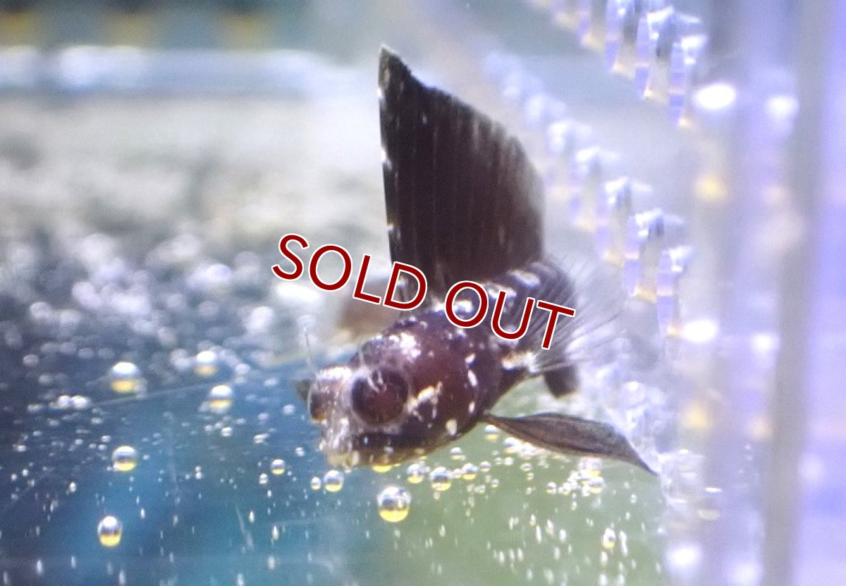 画像3: 【海水魚・ギンポ】【通販】セルフィンブレニー（カリブ海）【1匹】（±3.5-5cm）（サンプル画像）（生体）(海水魚) (3)