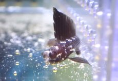 画像3: 【海水魚・ギンポ】【通販】セルフィンブレニー（カリブ海）【1匹】（±3.5-5cm）（サンプル画像）（生体）(海水魚) (3)