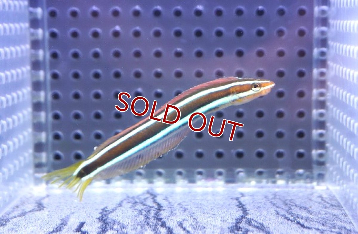 画像1: 【海水魚・ベラ】【通販】ミナミギンポ（バリ島産）【1匹】（±5-6cm） (サンプル画像）（生体）(海水魚) (1)