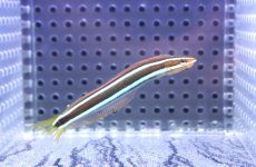 画像1: 【海水魚・ベラ】【通販】ミナミギンポ（バリ島産）【1匹】（±5-6cm） (サンプル画像）（生体）(海水魚) (1)