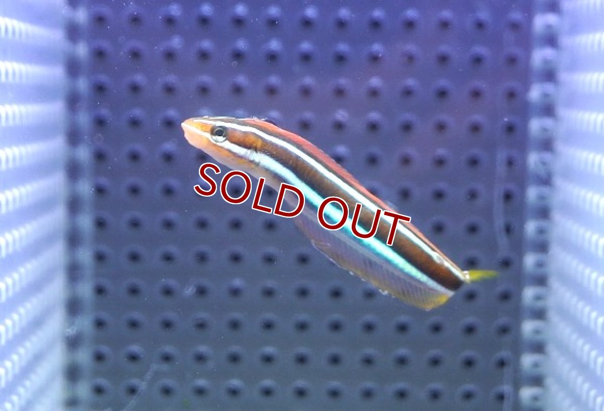 画像2: 【海水魚・ベラ】【通販】ミナミギンポ（バリ島産）【1匹】（±5-6cm） (サンプル画像）（生体）(海水魚) (2)