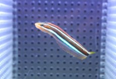 画像2: 【海水魚・ベラ】【通販】ミナミギンポ（バリ島産）【1匹】（±5-6cm） (サンプル画像）（生体）(海水魚) (2)