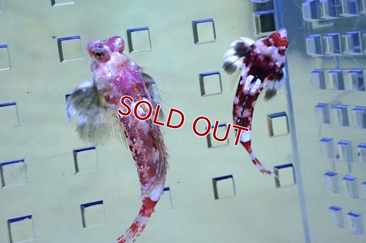 画像1: 【決算セール クーポンご利用で更に10％OFF対象商品】 【海水魚・ネズッポ】【通販】スターリードラゴネット（ペア）【1ペア】（±3-3.5cm） (サンプル画像）（生体）(海水魚) (1)