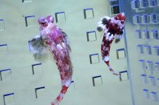 画像1: 【決算セール クーポンご利用で更に10％OFF対象商品】 【海水魚・ネズッポ】【通販】スターリードラゴネット（ペア）【1ペア】（±3-3.5cm） (サンプル画像）（生体）(海水魚) (1)