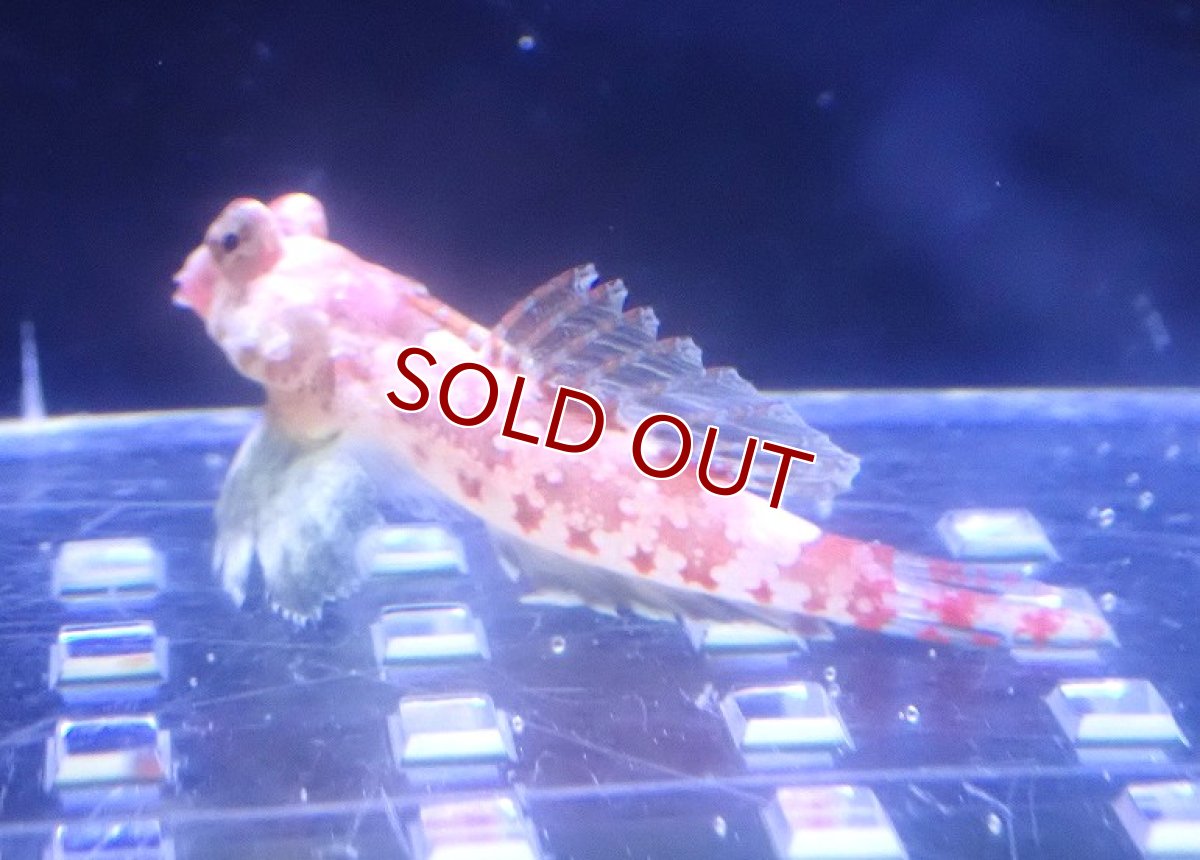 画像2: 【決算セール クーポンご利用で更に10％OFF対象商品】 【海水魚・ネズッポ】【通販】スターリードラゴネット（ペア）【1ペア】（±3-3.5cm） (サンプル画像）（生体）(海水魚) (2)