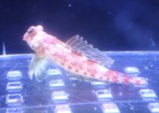 画像2: 【決算セール クーポンご利用で更に10％OFF対象商品】 【海水魚・ネズッポ】【通販】スターリードラゴネット（ペア）【1ペア】（±3-3.5cm） (サンプル画像）（生体）(海水魚) (2)