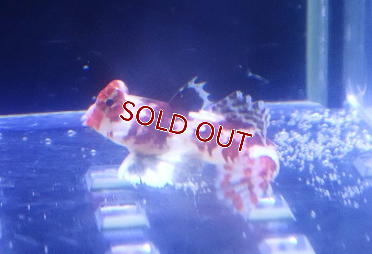 画像3: 【決算セール クーポンご利用で更に10％OFF対象商品】 【海水魚・ネズッポ】【通販】スターリードラゴネット（ペア）【1ペア】（±3-3.5cm） (サンプル画像）（生体）(海水魚) (3)