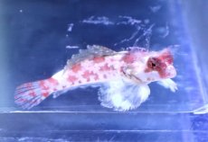 画像1: 【決算セール クーポンご利用で更に10％OFF対象商品】 【海水魚・ネズッポ】【通販】スターリードラゴネット【1匹】（±3-3.5cm） (サンプル画像）（生体）(海水魚) (1)