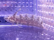 画像1: 【海水魚・ギンポ】【通販】リノブレニー(1匹)（±5-7cm） (サンプル画像）（生体）(海水魚) (1)