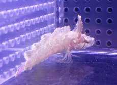 画像2: 【海水魚・ギンポ】【通販】リノブレニー(1匹)（±5-7cm） (サンプル画像）（生体）(海水魚) (2)