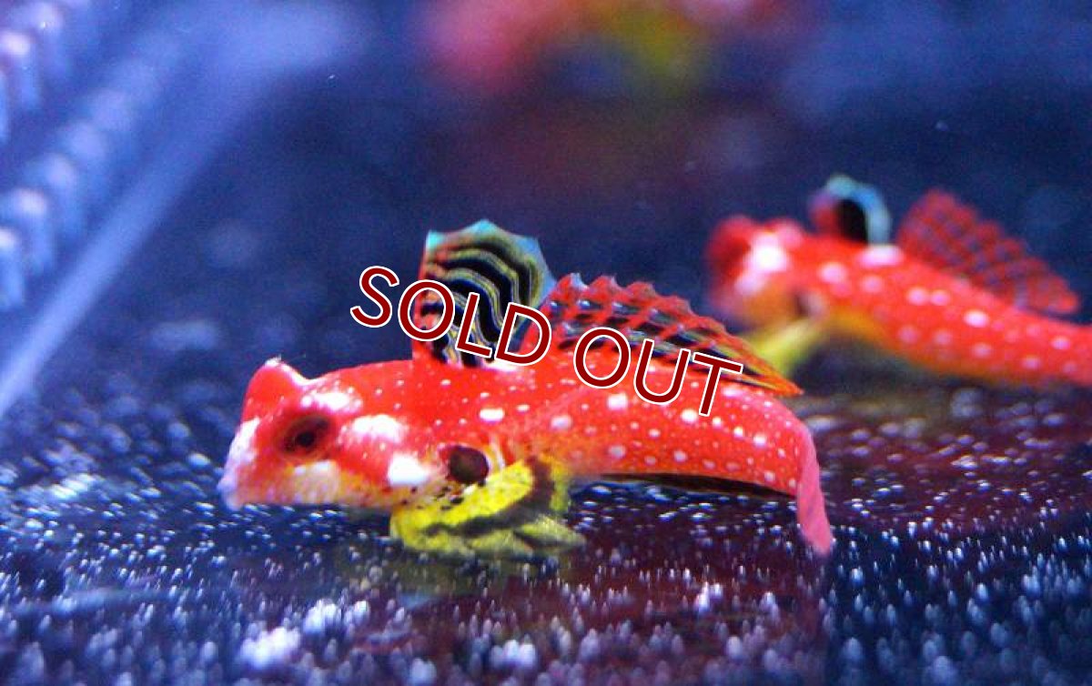 画像1: 【海水魚・ネズッポ】ルビーレッドドラゴネット (1匹)±3-4cm(サンプル画像）（生体）(海水魚)（サンゴ） (1)