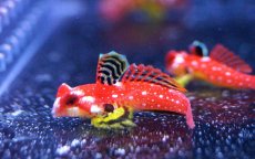 画像1: 【海水魚・ネズッポ】【通販】ルビーレッドドラゴネット (1匹)±3-4cm(サンプル画像）（生体）(海水魚)（サンゴ） (1)